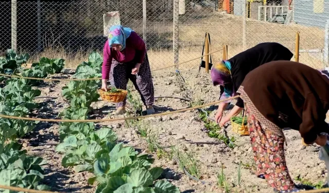 İzmir Bornova'da ilk hasat gerçekleşti