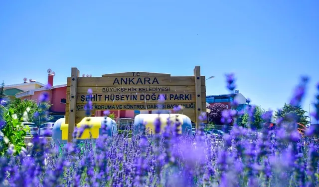 Başkent Ankara yazın lavanta kokuyor