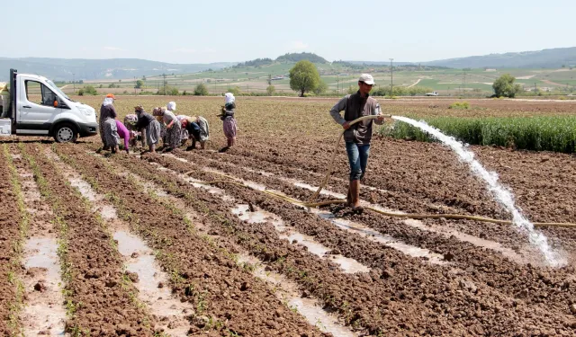 Bursa Yenişehir Ovası'ndan su krizi uyarısı! Yenişehir’de su seviyesi tehlikede!