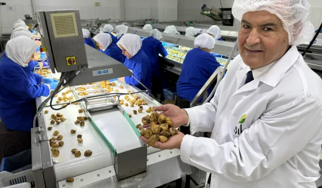 Kuru meyve sektöründe 12 şampiyonun 11’i Egeli
