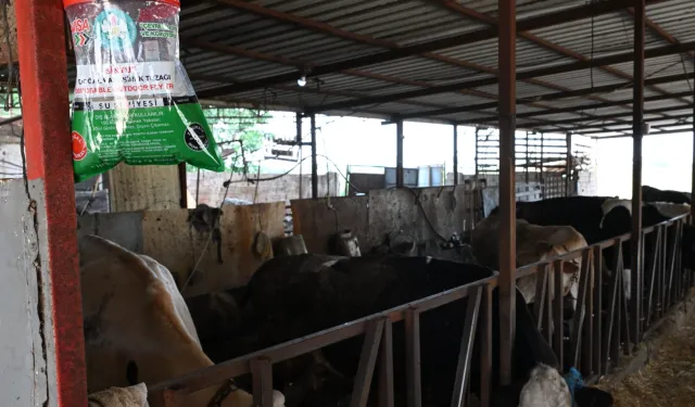 Manisa’da karasineğe karşı tedbir