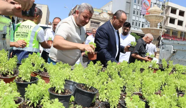Mardin Midyat’ta fesleğen ve reyhan dağıtıldı