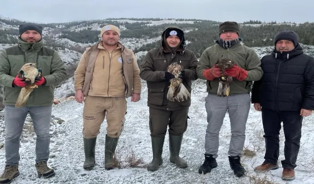 Eskişehir'de tedavi edilen yırtıcı kuşlar doğaya salındı