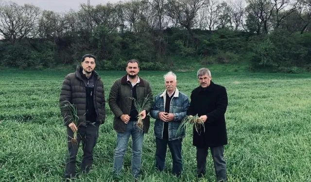 Keşan'da yağışlar verimi artırdı, hastalık riskini büyüttü