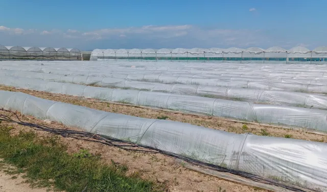 Mersin'de 'marul tarlada kaldı' iddiasına yalanlama