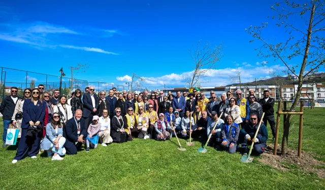 Yetişkin ağaçlar toprakla buluştu