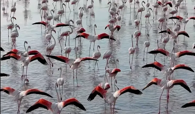 Tuz Gölü'nde flamingo sevinci