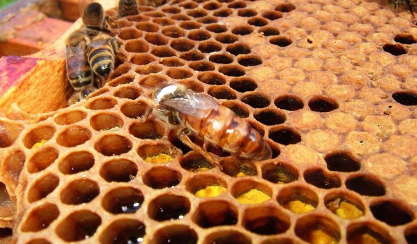 İklim değişikliği bal arılarını etkiledi!