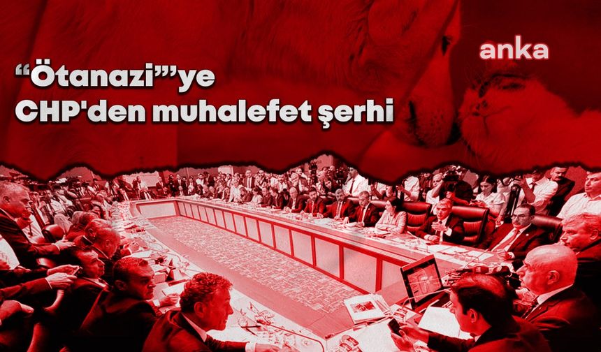 CHP'den sokak hayvanlarıyla ilgili kanun teklifine muhalefet şerhi: "Sokak hayvanlarının popülasyonuyla aktif mücadele edemeyen AKP, çözümü yok edilmesinde bulmuştur"