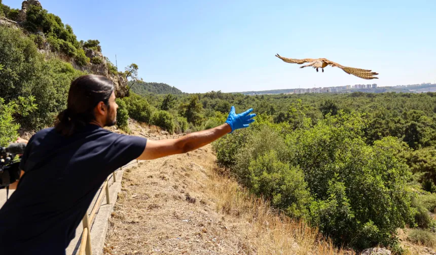 Antalya’da tedavisi tamamlanan kerkenezler doğaya salındı