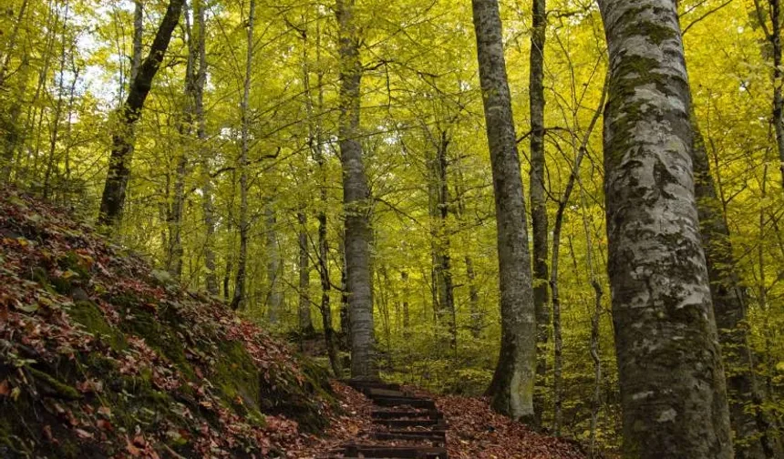 Bolu ormanlarına girişler 30 Eylül'e kadar yasaklandı!