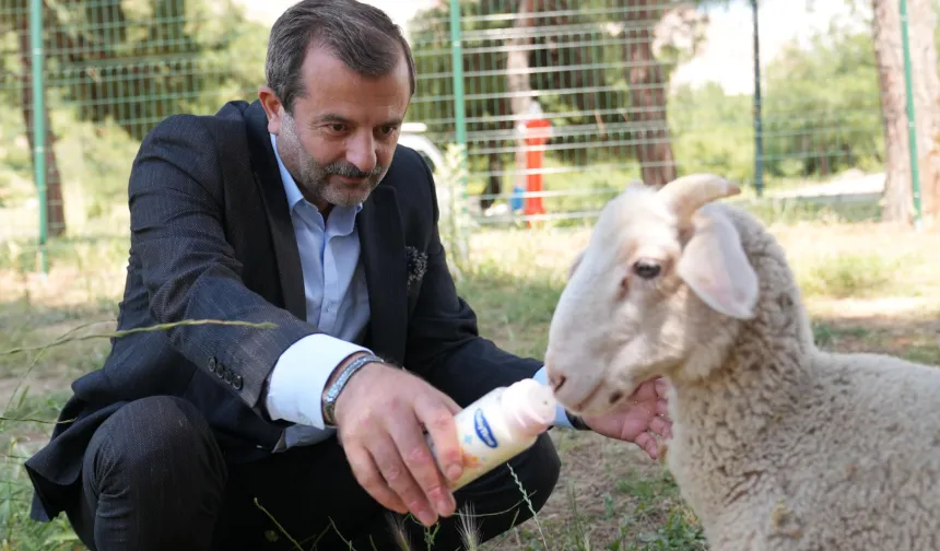 Bursa Gürsu'ya butik hayvanat bahçesi
