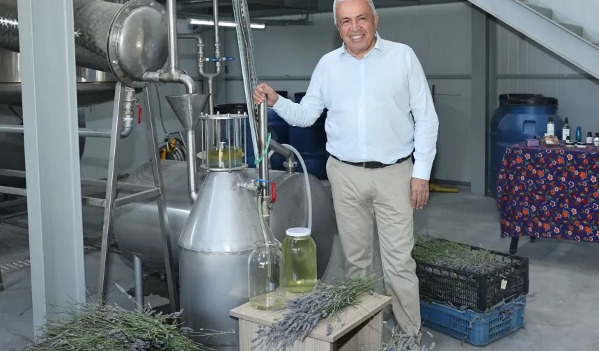 Bursa Nilüfer’de lavanta hasadı başladı