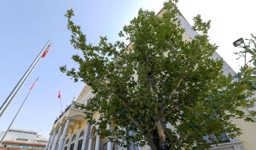 İzmir'in yeni sembolü olacak... Konak’a 'Doğu Çınarı' dikildi