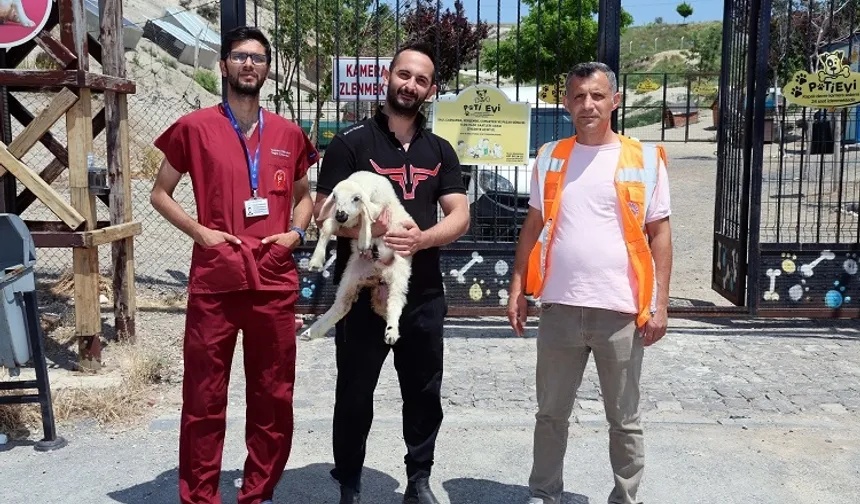 Kayseri Talas'ta kaçak kuzular sahibine döndü