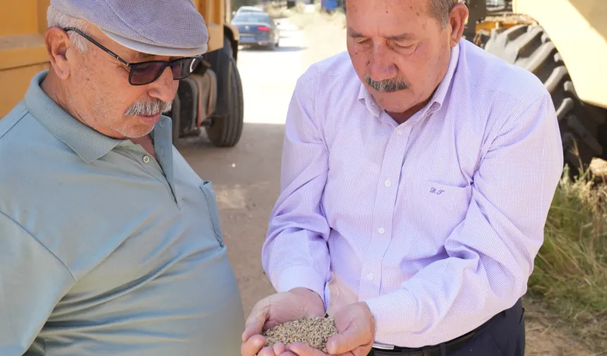 Muğla Milas Belediyesi karakılçık buğday hasadı gerçekleştirdi