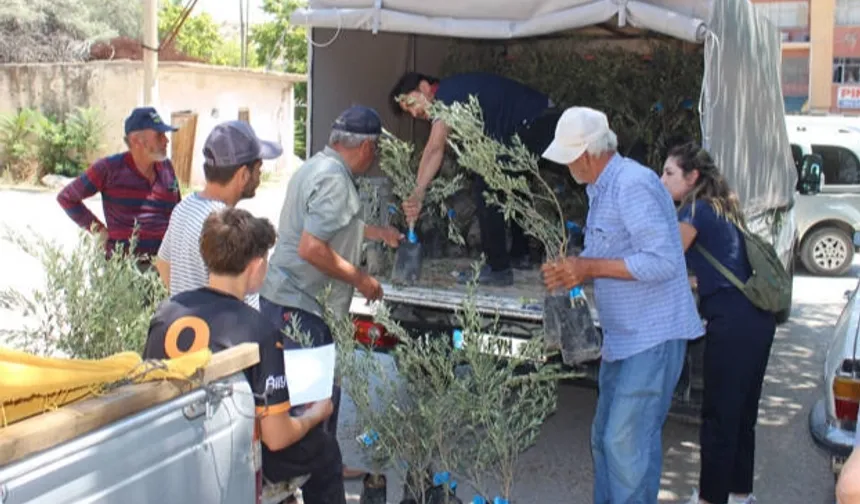 Antalya'nın 19 ilçesine 40 bin zeytin fidanı desteği