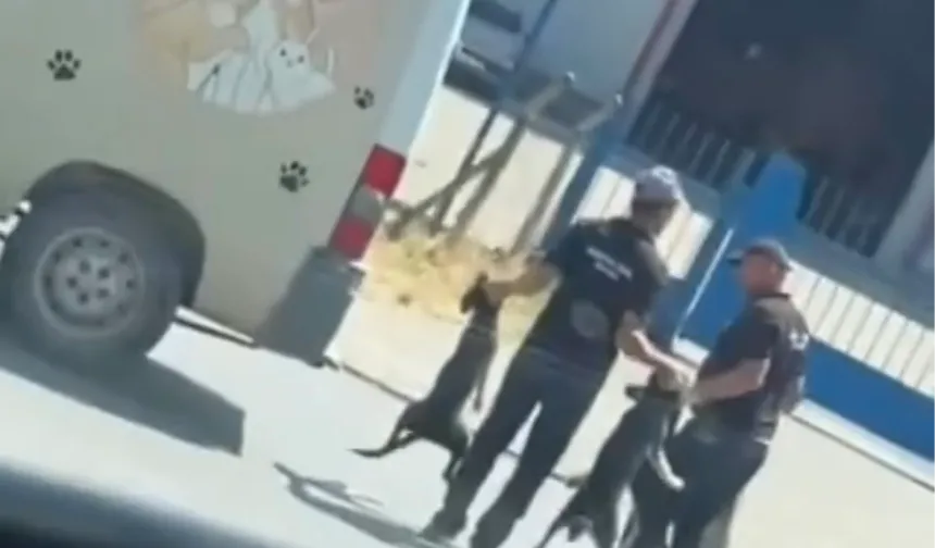 Düzce’de sokak köpeklerinin toplanma görüntüleri sosyal medyada tepki çekti