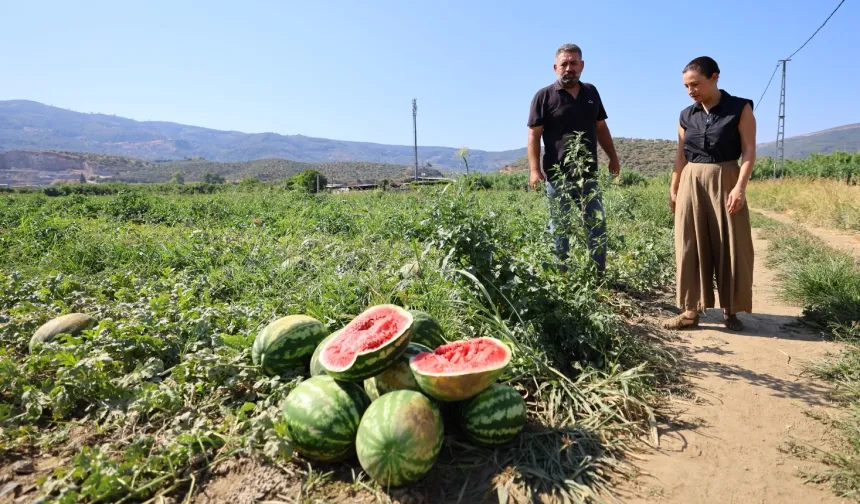 Efes Selçuk’ta karpuz tarlasında umut filizlendi! Üretici çaresiz, belediye destekte