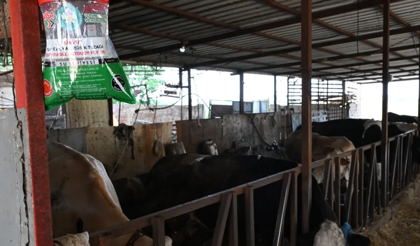 Manisa’da karasineğe karşı tedbir