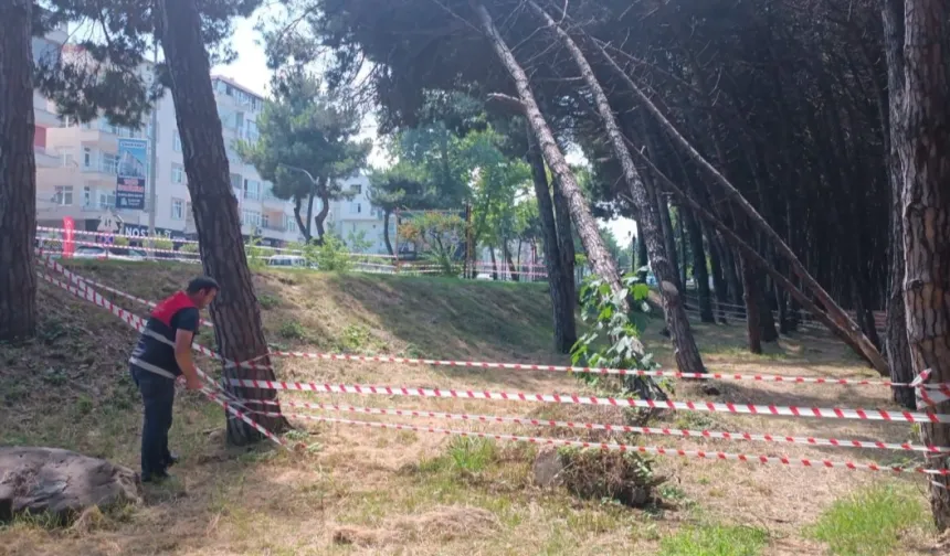 Ordu'da can ve mal güvenliğini tehdit eden ağaçlara müdahale edilecek