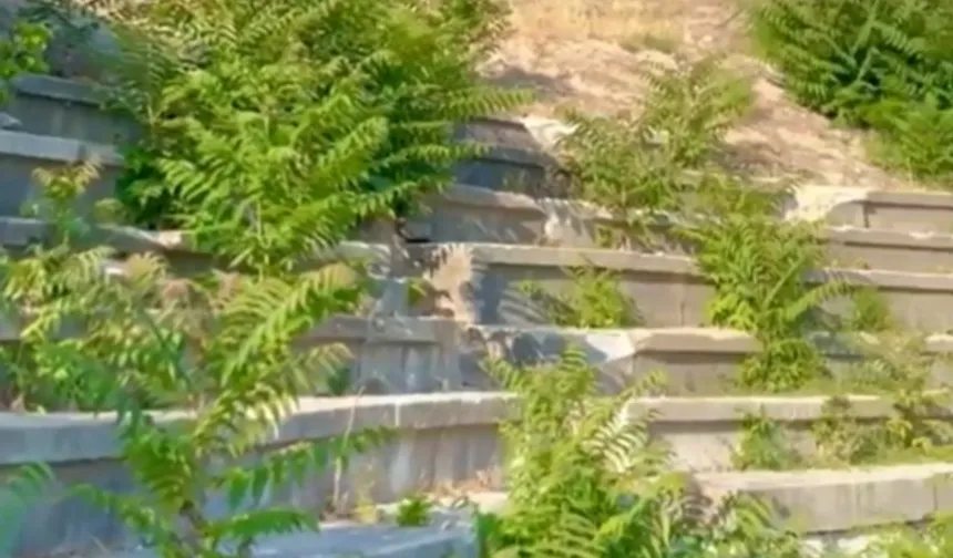 Vize Antik Kenti ilgisizlikle yok oluyor! Tarihi miras için acil çağrı!