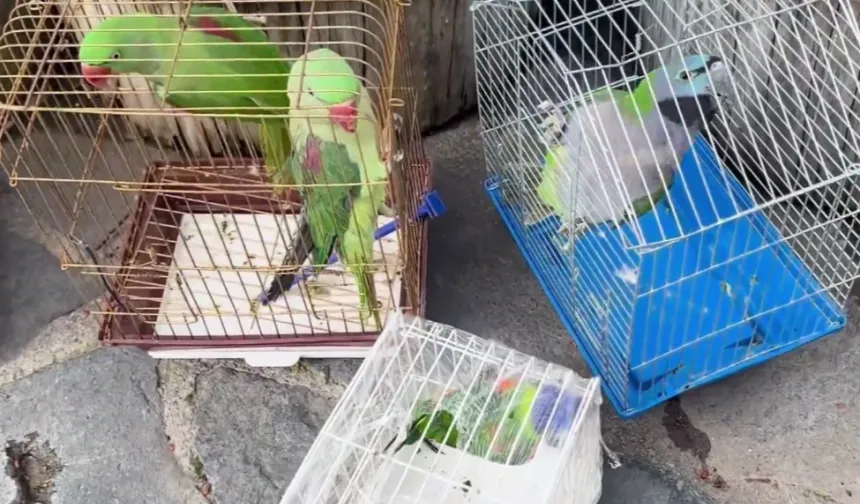 Eminönü'nde petshop denetimi... 39 papağan koruma altında