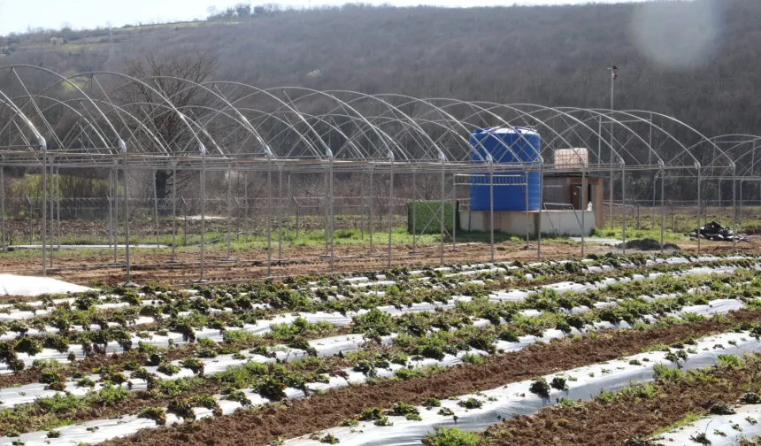 Kocaeli İzmit Belediyesi sebze serası kuruyor