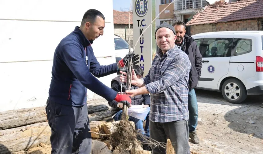 Kütahya'da yerel kiraz türleri toprakla buluşacak