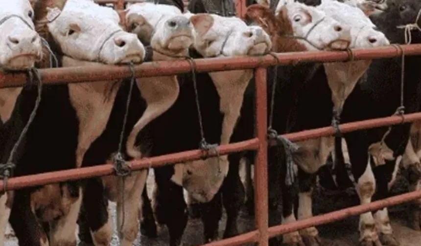 Balıkesir Gönen'de hayvan pazarlarına 'şap' tedbiri