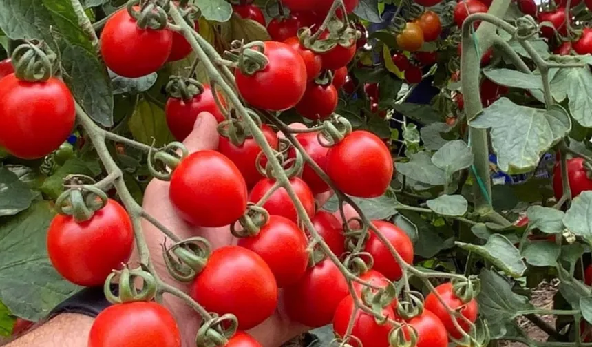 Balıkesir'de zincir markete 'fahiş fiyat' incelemesi... Zincir markette kokteyl domates vurgunu!