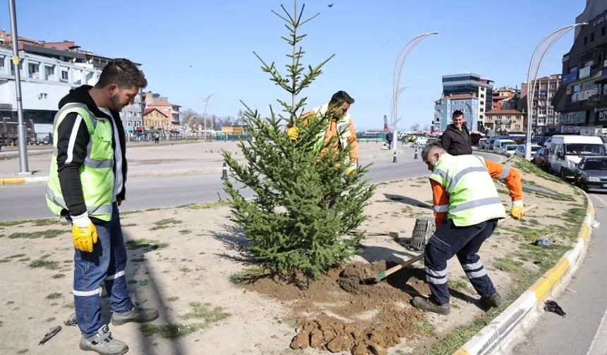 Zonguldak'ta yeşil alanlar batı ladini fidanlarıyla güçleniyor